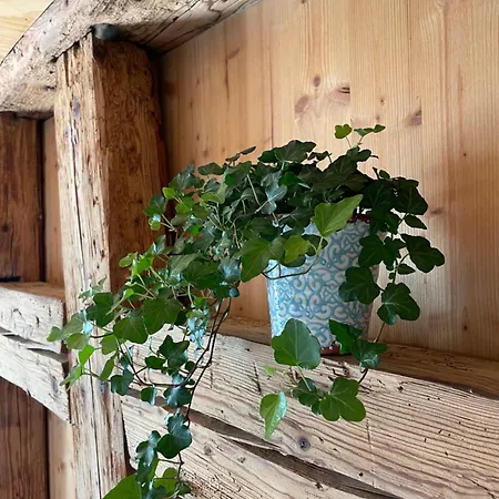 Schoene In Duerbheim * Durbheim